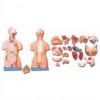 ADVANCE MODEL OF HUMAN TORSO (UNI-SEX) 85CMS TALL (40 PARTS) SOFT ORGANS